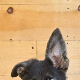 Cooper - Black and cream male German Shepherd puppy in Chambers, Missouri from Devil-Dog Shepherds