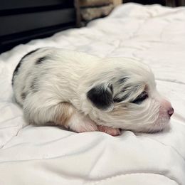 Miniature Australian Shepherd Puppies from Bishop Aussies