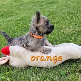 Boy orange - Wheaten male Cairn Terrier puppy in Lore City, Ohio from Loves Kennel