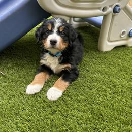 Bernedoodle and Bernese Mountain Dog Puppies from Sage Hills Bernedoodles