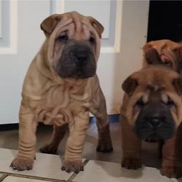 Champ - Red fawn male Chinese Shar-Pei puppy in Bakersfield, California from Cashmerewrinkles