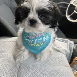 Shih Tzu Puppies from Lavender Lane Tzus