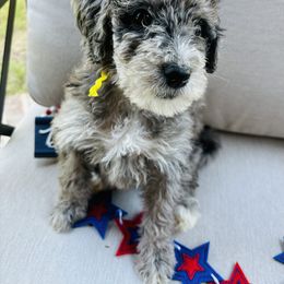 Aussiedoodle Puppies from Sheila Harwell