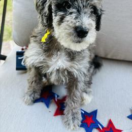 Aussiedoodle Puppies from Sheila Harwell