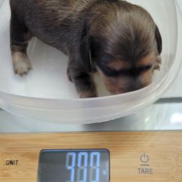 Dachshund Puppies from CLARK'S BREEDING PROGRAM