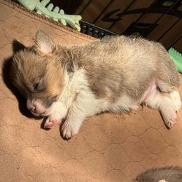 Boy 2 - Red male Pembroke Welsh Corgi puppy in Clifton, Texas from K&N Corgis