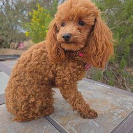 Tootsie - Poodle