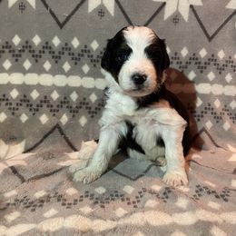 Girl 5 Baretta - Aussiedoodle puppy in Washington County, Tennessee from Southern Roots Kennel