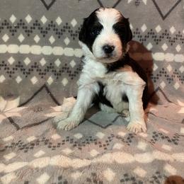 Girl 5 Baretta - Aussiedoodle puppy in Washington County, Tennessee from Southern Roots Kennel