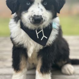 Bingo - Black tri Miniature Australian Shepherd puppy in Doddridge, Arkansas from Huddleston Farm