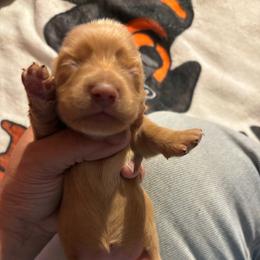Lil twinkie - Red female Dachshund puppy in San Antonio, Texas from Bear Bear's House of Doxies