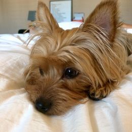 Yorkshire Terriers from Jenna’s Yorkies