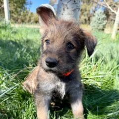 Orange male - Fawn male Berger Picard puppy in Albuquerque, New Mexico from Zia Picards Kennel