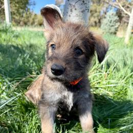 Orange male - Fawn male Berger Picard puppy in Albuquerque, New Mexico from Zia Picards Kennel