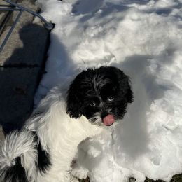 Poodle and Shihpoo Puppies from Peace, Love, and Puppies at the Creek