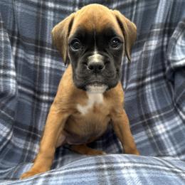 Tasha - Fawn female Boxer puppy in Cicero, New York from MK Boxer Haven of CNY
