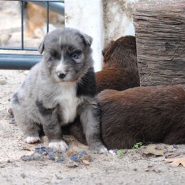 Australian Shepherd Puppies from Stephanie Young's Australian Shepherds