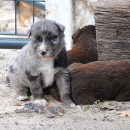 Australian Shepherd Puppies from Stephanie Young's Australian Shepherds