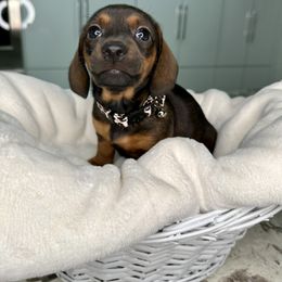 Dachshund Puppies from Harrison Farm