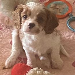 Lefty - Blenheim male Cavalier King Charles Spaniel puppy in Mesa, Arizona from Bubble-ishous Cavaliers, Cavapoos and Portadoodles