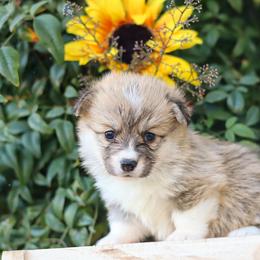 Boy 5 - Red male Pembroke Welsh Corgi puppy in Caliente, California from Rafter Cross 7