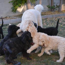 Labradoodle Puppies from Terra Swann