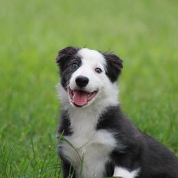 Maya - Blue female Border Collie puppy in Tylertown, Mississippi from Cool Meadow Farms