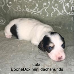 Luke - Chocolate and cream male Dachshund puppy in Lexington, Oklahoma from BooneDox Miniature Dachshunds