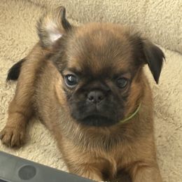 Green - Red male Brussels Griffon puppy in Austin, Texas from Griffs & Co.