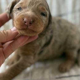 Aranea- pink collar - Merle female Bernedoodle puppy in Colorado Springs, Colorado from Mercy Mountain Bernedoodles
