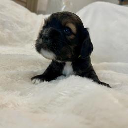 Cocker Spaniel Puppies from Jennifer Dees