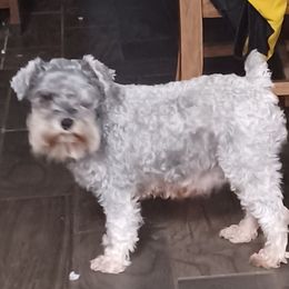 Greta - Miniature Schnauzer