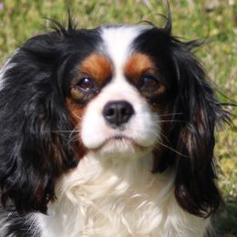 Jubilee - Cavalier King Charles Spaniel