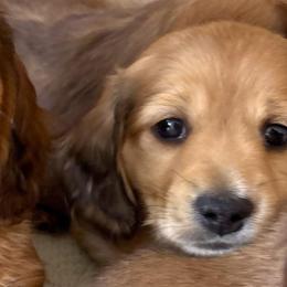 Shaded Cream Male - Cream male Dachshund puppy in Spanish Fork, Utah from Lunceford Dachshunds