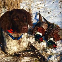 Kleine Munsterlanders from Vom Eiswald / Swanson Kennels