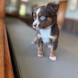 Honey bear - Red tri female Toy Australian Shepherd puppy in Clarkesville, Georgia from North Georgia Gems