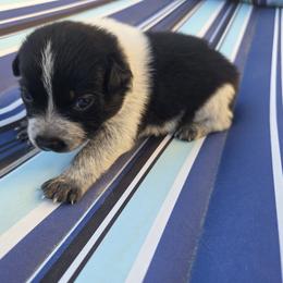 Australian Cattle Dog Puppies from Wild Sage Cattle Dogs