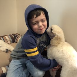 Poodle Puppies from D and D Standard Poodles