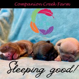 French Bulldog puppies from Companion Creek Farm