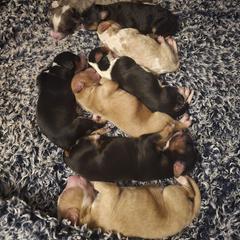 Australian Mountain Doodle puppies from The Kindred K9