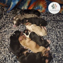 Australian Mountain Doodle puppies from The Kindred K9