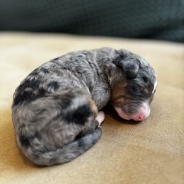 4 - Merle male Bernedoodle puppy in Huntington Beach, California from The Canine Society