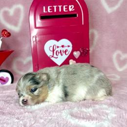 Blue Merle Tri girl AKC - Blue merle female Pomeranian puppy in Princeton, New Jersey from PureLove Poms.