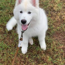 Siberian Husky Puppies from Nykah Siberians