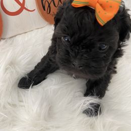 Shih Tzu Puppies from Riley Family Kennel