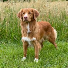Ever - Nova Scotia Duck Tolling Retriever