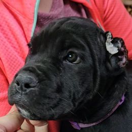 Purple Collar Female - Black brindle female Cane Corso puppy in Lewistown, Montana from Corsi Amore Kennels