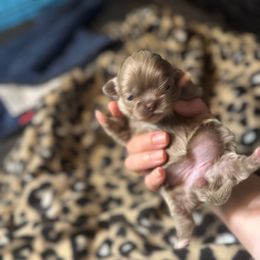 Envy - Light red female Pekingese puppy in Cumming, Georgia from Imperial Pekingese