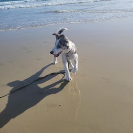 Border Collie Puppies from SoCal Border Collies
