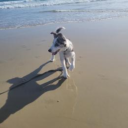 Border Collie Puppies from SoCal Border Collies